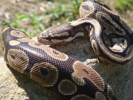 Ball Python lying on rock