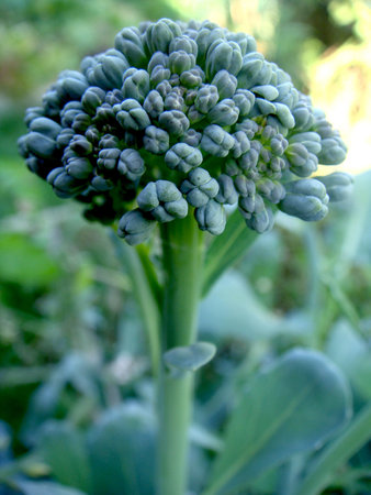 Closeup of broccoli headの写真素材