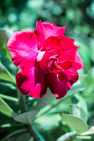 Red Flowersの写真素材