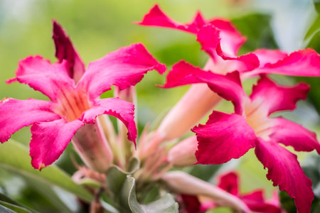 pink flowersの写真素材