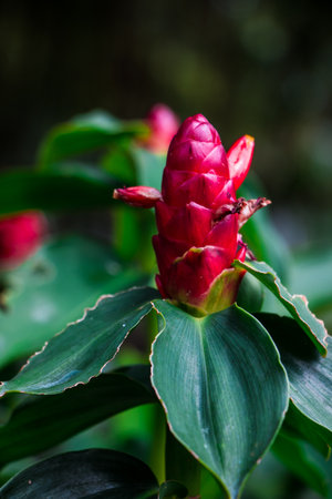 Red Flowersの写真素材