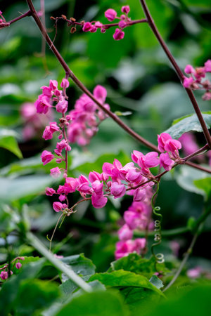 pink flowersの写真素材