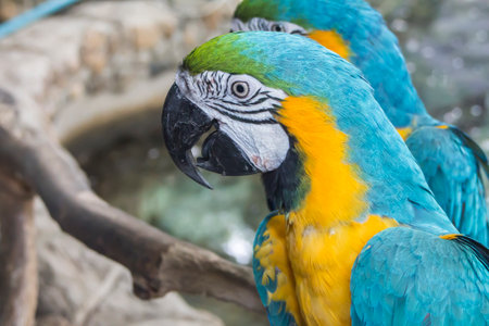 blue macaw