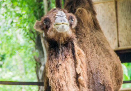 Animal in captivity