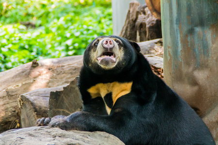 wonder bear