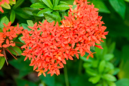 red flower in nature 