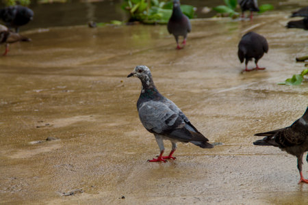the bird in the templeの写真素材
