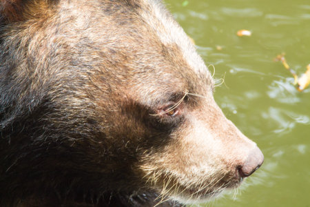 the bear in the pool