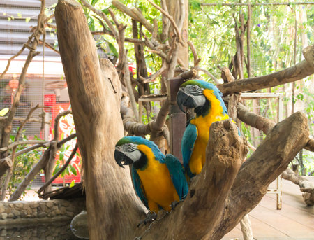 the two macaw on the branch