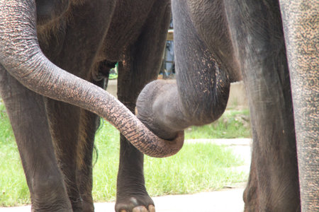 the animal from thailandの写真素材