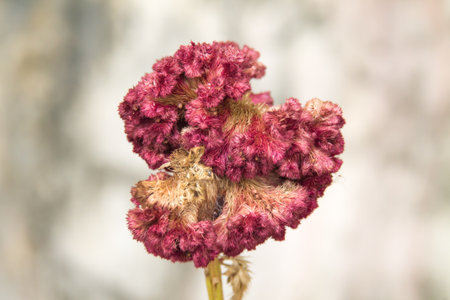 the old flowerの写真素材