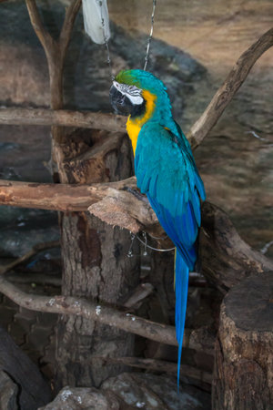the macaw on the branch
