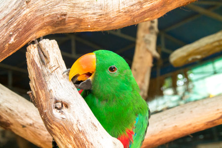 the macaw on the branch