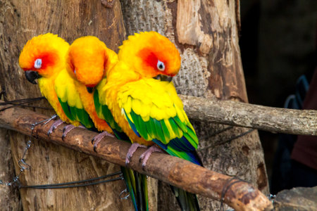 the colorful macaw in the zooの写真素材