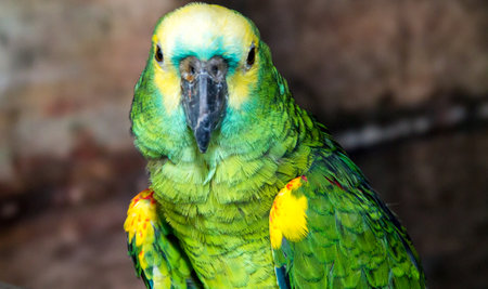 the macaw in the zoo