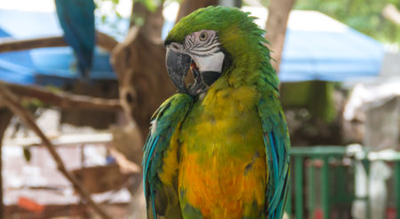 the macaw in the zoo