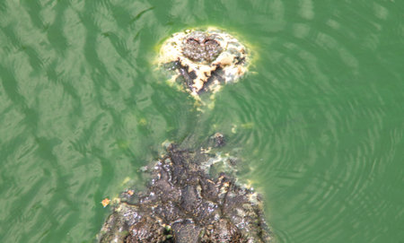 the crocodile in the river.の写真素材