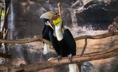 the macaw parrotの写真素材