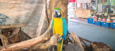 the macaw parrot