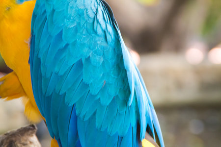 the macaw parrotの写真素材
