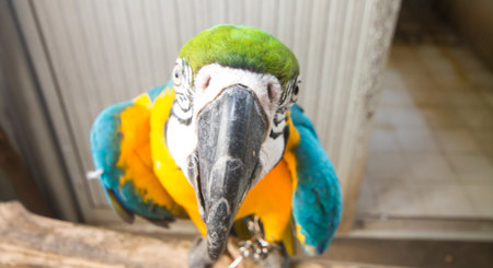 the macaw parrot