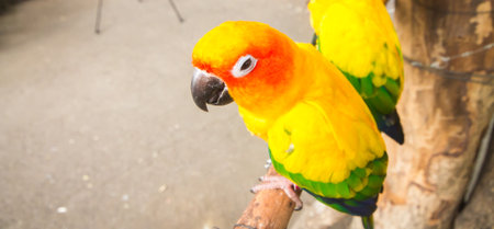 the macaw parrot