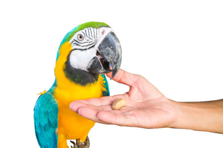 the macaw parrotの写真素材