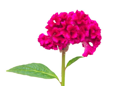 the pink flowerの写真素材