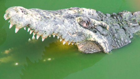 the crocodile in the farm