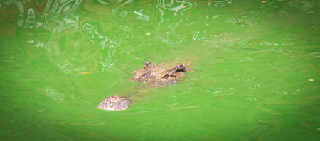 the crocodile in the farm