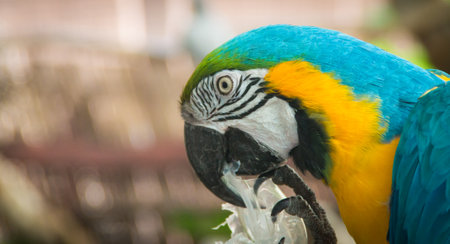the macaw portrait on the branch