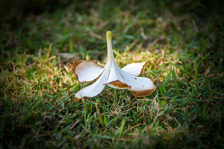 Aisle Flowers Extra pleasure to witnessの写真素材