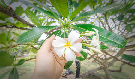 Aisle Flowers Extra pleasure to witnessの写真素材