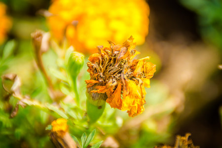 Aisle Flowers Extra pleasure to witnessの写真素材