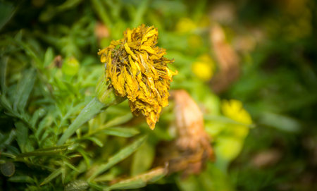 Aisle Flowers Extra pleasure to witnessの写真素材