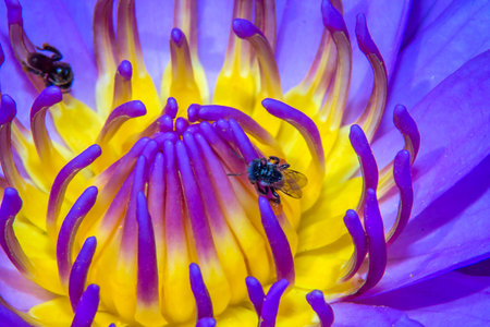 A lotus lily pollen in the house. For insects smellの写真素材