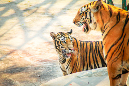 The hunters of the forest into a cage at the zoo.の写真素材