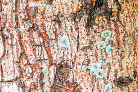 wooden floor for a background image.の写真素材