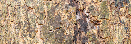 wooden floor for a background image.