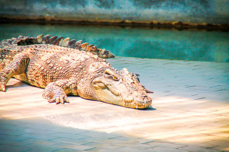 Hunters of the watershed From the watershed to the Zooの写真素材