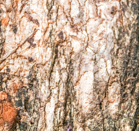 the wood in the forest for background