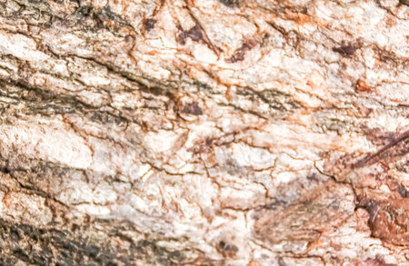 the wood in the forest for background
