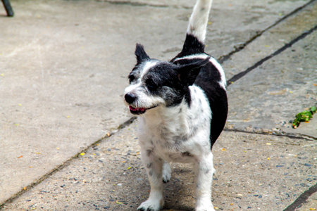 the old dog at the homeの写真素材