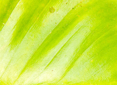 the green leaf for the background