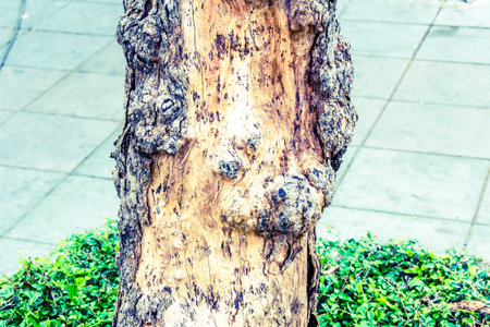 the tree on the streetの写真素材