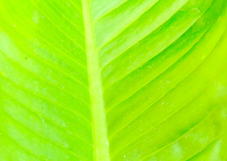 the green leaf for the backgroundの写真素材