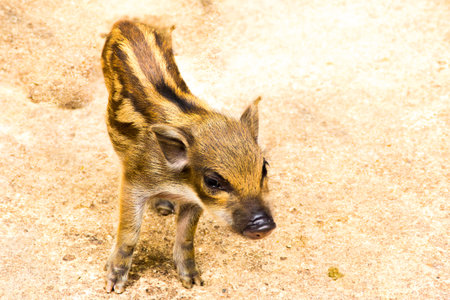 the portrait boar in the farmの写真素材