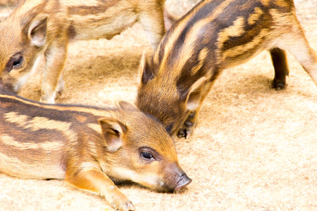 the portrait boar in the farmの写真素材
