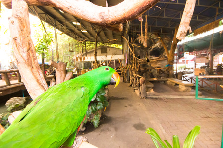 Green Parrot in the farm crocodile in the thailand