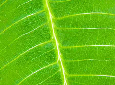 Natural, bright green leaves with the Texture.